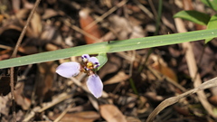 Trimezia coerulea