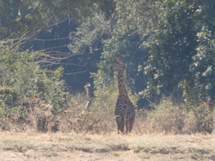 Giraffa camelopardalis thornicrofti