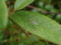Limoniidae