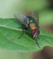Lucilia coeruleiviridis