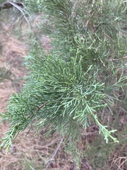 Cupressus sempervirens