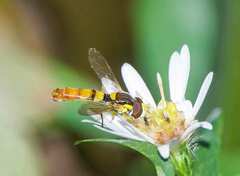 Sphaerophoria contigua