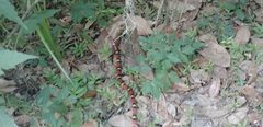 Lampropeltis elapsoides