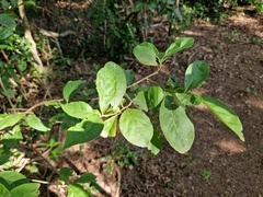 Brunfelsia