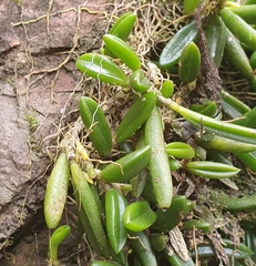 Bulbophyllum shepherdii