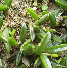 Bulbophyllum shepherdii