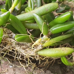 Bulbophyllum shepherdii