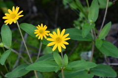 Melampodium montanum