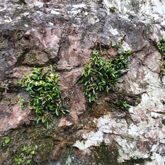 Bulbophyllum shepherdii