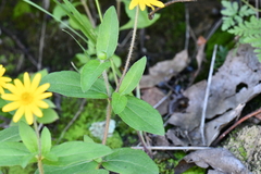 Melampodium montanum