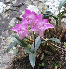 Dendrobium kingianum