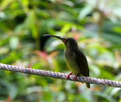Arachnothera chrysogenys
