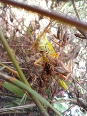 Melanoplus differentialis