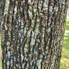 Physcia americana
