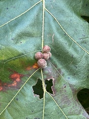 Callirhytis piperoides