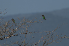 Poicephalus meyeri