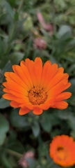 Calendula
