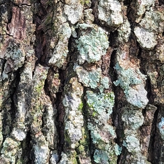 Physcia americana