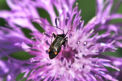 Adelphocoris seticornis