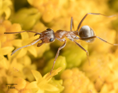 Formica francoeuri