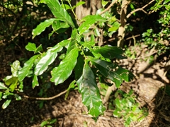 Guarea macrophylla