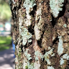 Physcia americana