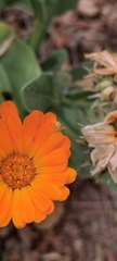 Calendula