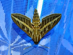 Hyles livornica