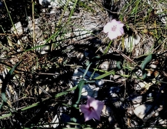 Convolvulus equitans