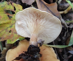 Paralepista flaccida