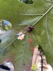 Callirhytis piperoides