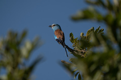 Coracias abyssinicus