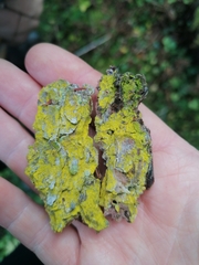 Chrysothrix candelaris