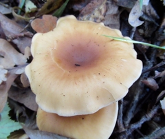 Paralepista flaccida