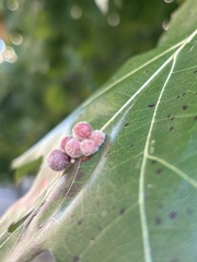 Callirhytis piperoides