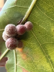 Callirhytis piperoides