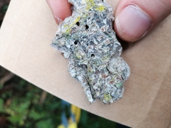 Chaenotheca trichialis