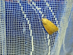 Caradrina flava