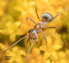 Formica francoeuri