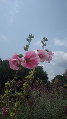 Alcea rosea