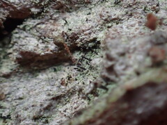 Chaenotheca trichialis