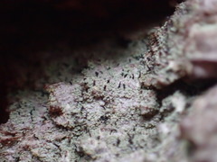 Chaenotheca trichialis