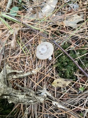 Cantharellula umbonata