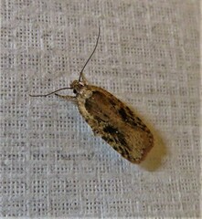 Agonopterix pulvipennella