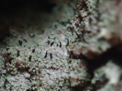 Chaenotheca trichialis