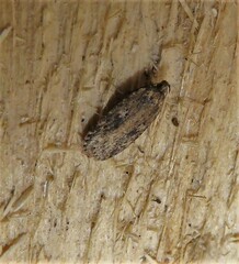 Agonopterix pulvipennella