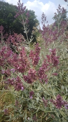 Salvia lanceolata