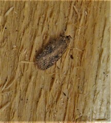 Agonopterix pulvipennella