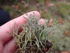 Cladonia scabriuscula