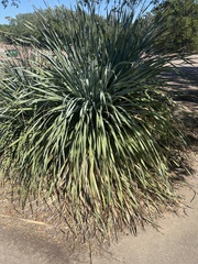 Yucca gloriosa